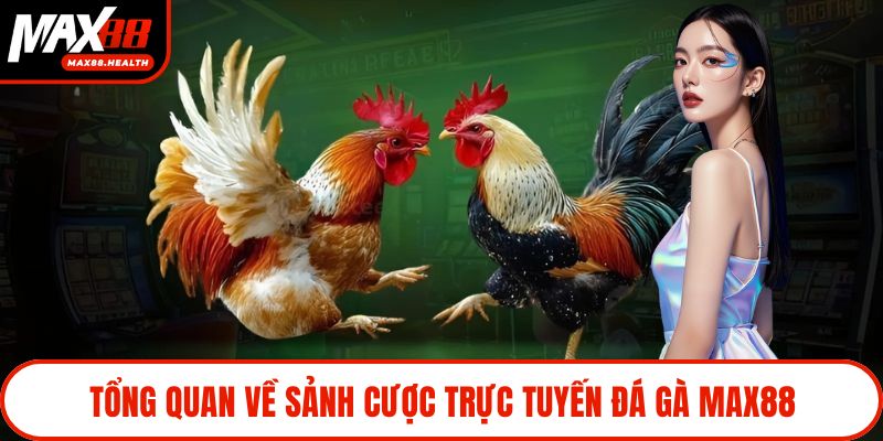 Tổng quan về sảnh cược trực tuyến đá gà Max88